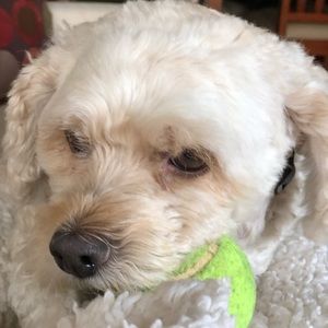 Meet your Posher, Maddie